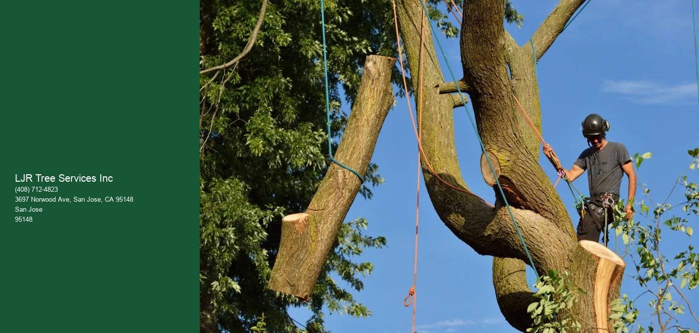 Tree assessment report